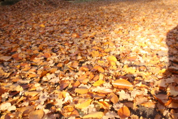 Laub, Herbst
