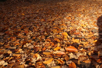 Laub, Herbst
