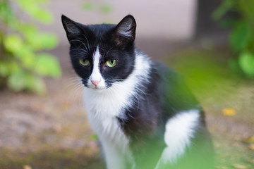 Sad street stray cat. Lonely cat sits and looks