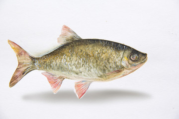 fish isolated on white background