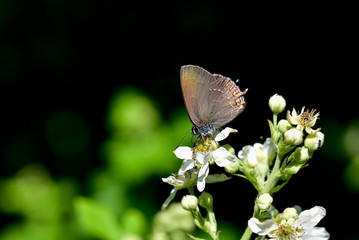 butterfly on flower