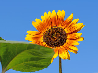 Blühende Sonnenblume vor blauem Himmel