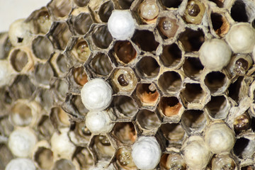 Wasps polist. Vespiary