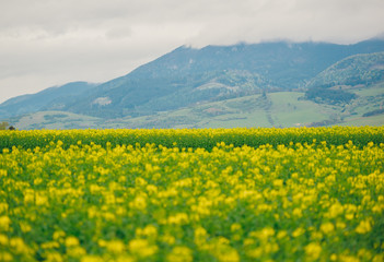 Beautiful flowers blooming on a spring meadow in the mountains Tatra in Slovakia