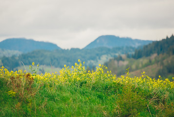 Spring crocuses in Polish Tatra mountains