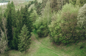 Path in the forest of the Tatra mountains in Slovakia.