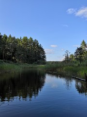 lake in forest