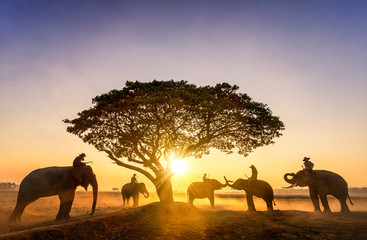Fototapeta na wymiar Elephant trainer and Five mahout with three elephants walking to a tree during a sunrise silhouette. vintage style. The activities at Krapho, Tha Tum District, Surin, Thailand..