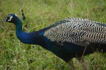 peacock 