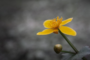 Yellow spring flower on a blurred black and white background