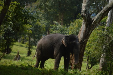 elephant 
