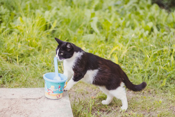 The cat sniffs children's toys. A homeless animal is looking for food. Lonely cat