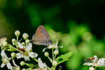 butterfly on flower