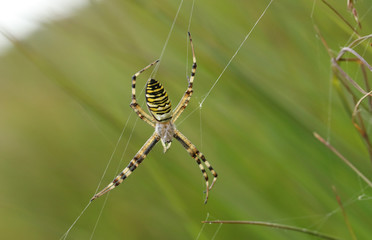 The top view of a hunting female Wasp Spider, Argiope bruennichi, on its web in the grass in a meadow.
