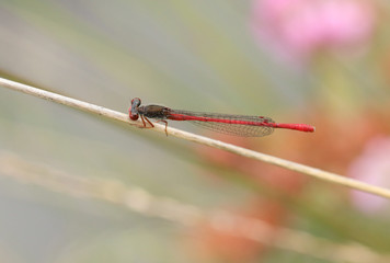 A beautiful Small Red Damselfly, Ceriagrion tenellum, perching on a grass stem at the edge of a boggy pond.