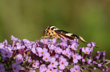 A pretty Jersey Tiger Moth, Euplagia quadripunctaria, nectaring on a Buddleia flower.