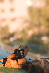 Dry autumn leaves lie on a wooden background by the window. Autumn approach concept.