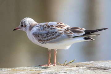 Fototapeta premium Möwe