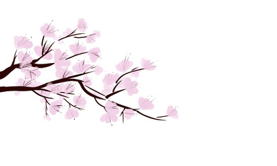 Digital painted of cherry blossoms on white background
