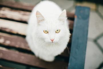animal closeup: photography of a white cat with sad yellow eyes sitting outdoors on a brown wooden bench in cloudy day