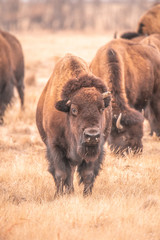 American Bisons in Colorado
