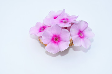 Fototapeta na wymiar Romantic concept with phlox flowers