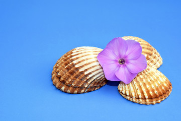 Romantic composition with phlox flowers and sea shells