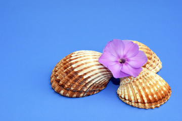 Romantic composition with phlox flowers and sea shells