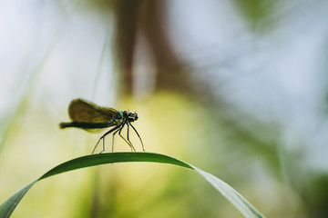 Libellule bleu irisée posée sur une branche	