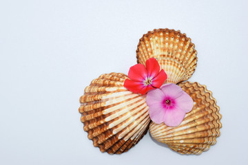 Romantic composition with phlox flowers and sea shells