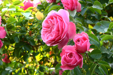 Blumen 1136