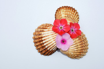 Romantic composition with phlox flowers and sea shells