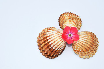 Romantic composition with phlox flowers and sea shells