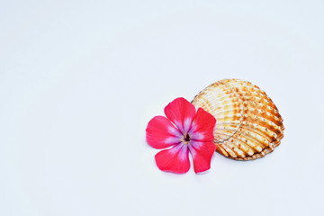 Romantic composition with phlox flowers and sea shells