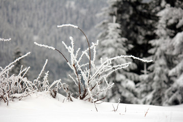 snowy bushes and nature landscape