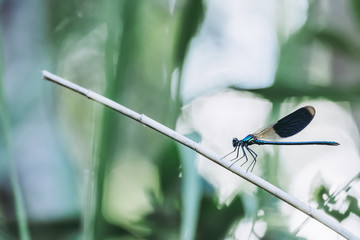 Libellule bleu irisée posée sur une branche	