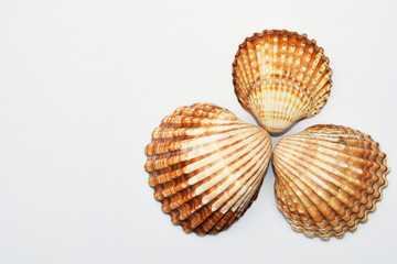Sea shells on white background