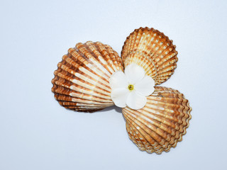 Romantic composition with phlox flowers and sea shells