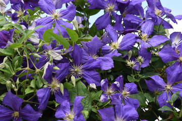 Clematis Jackmanii, Clematis-Hybride