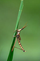 バッタのミイラ