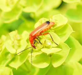 Roter Weichkaefer; Rhagonycha fulva
