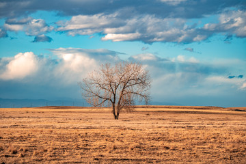 Lone tree in open field