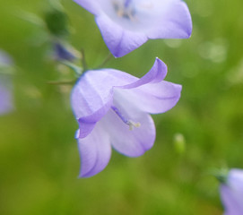 Rundblaettrige; Glockenblume; Campanula; rotundifolia