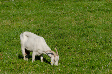 Cabra adulta blanca paciendo en un campo de hierba verde