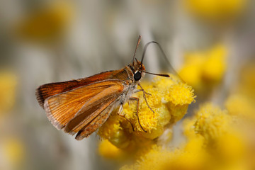  Dickkopffalter (Hesperiidae) Schmetterling sitzt auf gelber Blüte