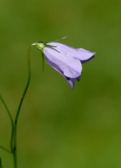 Rundblaettrige; Glockenblume; Campanula; rotundifolia