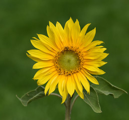 Sonnenblume, Helianthus, annuus, Oelpflanze