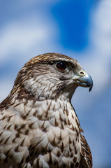 Praire Falcon Portrait