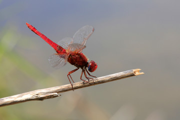 Blutrote Heidelibelle (Sympetrum sanguineum) sitzt auf Ast