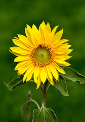 Sonnenblume, Helianthus, annuus, Oelpflanze